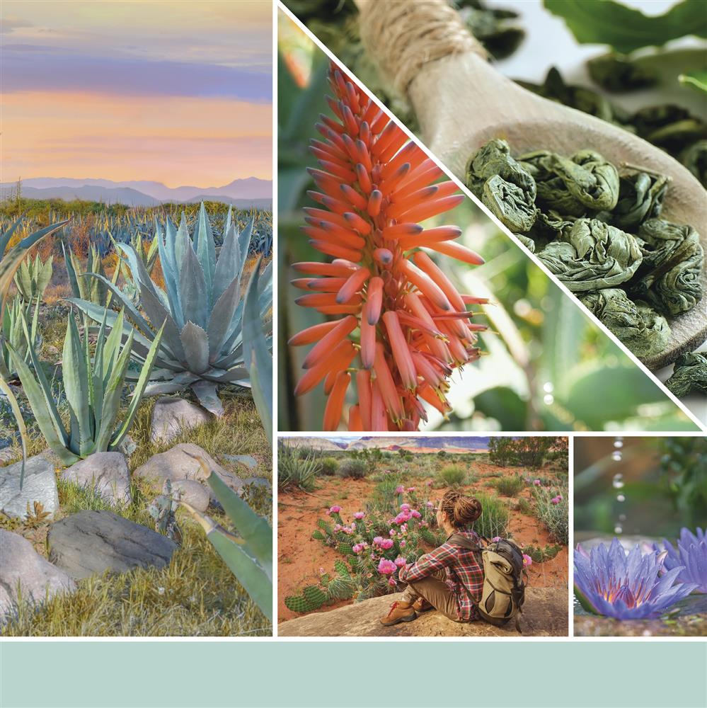 Yankee Candle 'Aloe & Agave' – Große Duftkerze Im Glas, 2 Dochte, Bis Zu 90 Stunden Brenndauer
