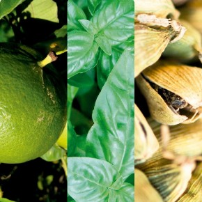 Bild für Kategorie Basil & Mandarin