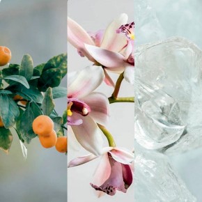 Bild für Kategorie Black Orchid & Lily