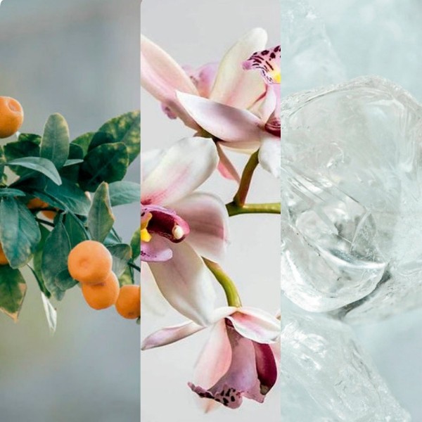 Immagine per la categoria Black Orchid & Lily