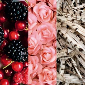 Bild für Kategorie Bulgarian Rose & Oud