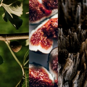 Bild für Kategorie Fig & Citrus