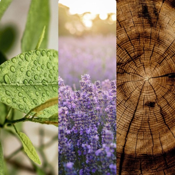 Immagine per la categoria Provence Lavender 