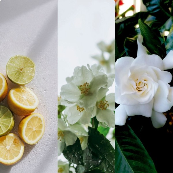 Immagine per la categoria Tuberose & Jasmine