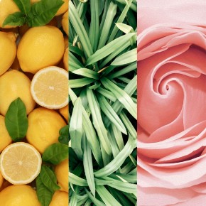 Bild für Kategorie Verbena di Sicilia