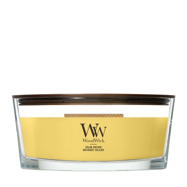 Image de la catégorie Orchidée solaire