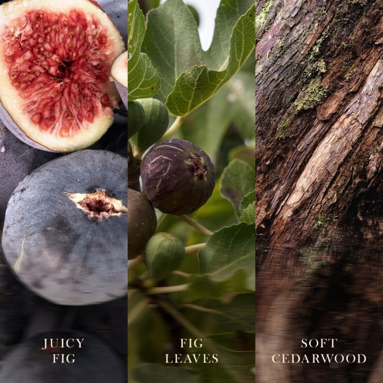 Bild von Verdant Fig Ellipse