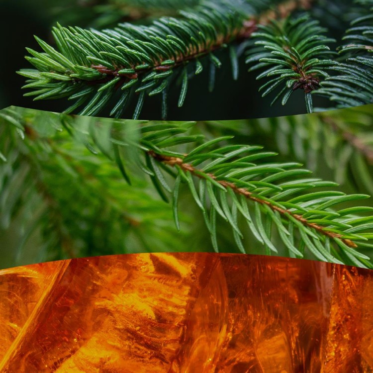 Image de Fraser Fir Large Jar