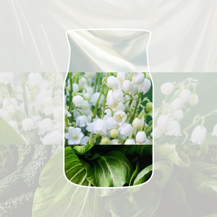 Image de Clean Cotton Signature Reed Refill 200ml
